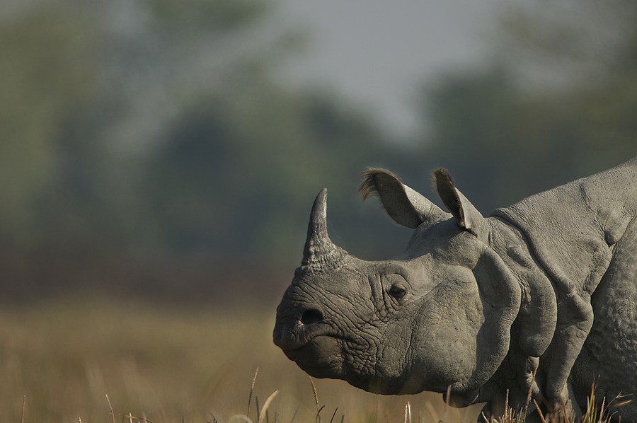 Great Indian one horned Rhino, Kaziranga