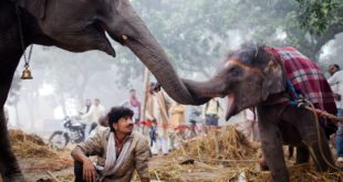 A caretaker looks on as old elephant rubs trunks with her daughter during the Sonepur Mela